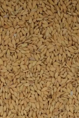 Dagaanbieding UP Paddy Rijst 1 kg